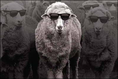 Comment traduit-on "mouton" ?