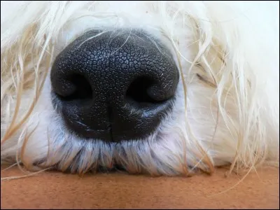 Quel auteur de bande dessinée a utilisé un synonyme de "nez" pour baptiser son chien de BD ?