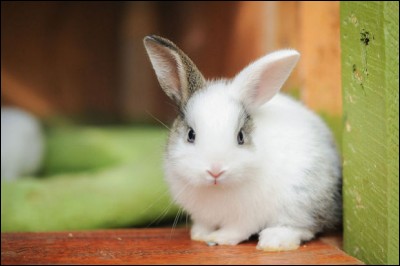 Choisis un de ces animaux.