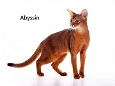 Le Somali est un descendant de l'Abyssin.