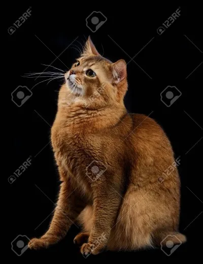 Le somali a une espérance de vie de 20 ans.