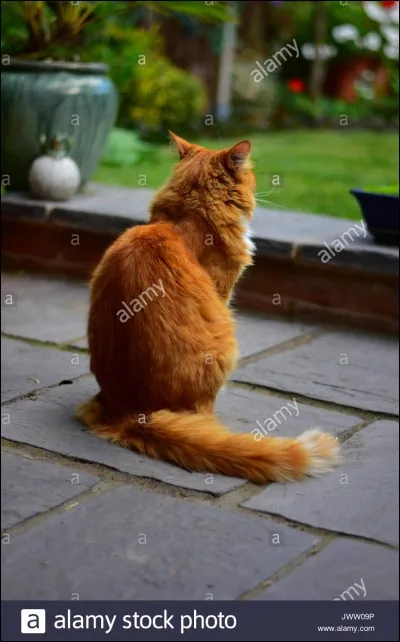 Le somali est plus particulièrement un chat d'appartement.