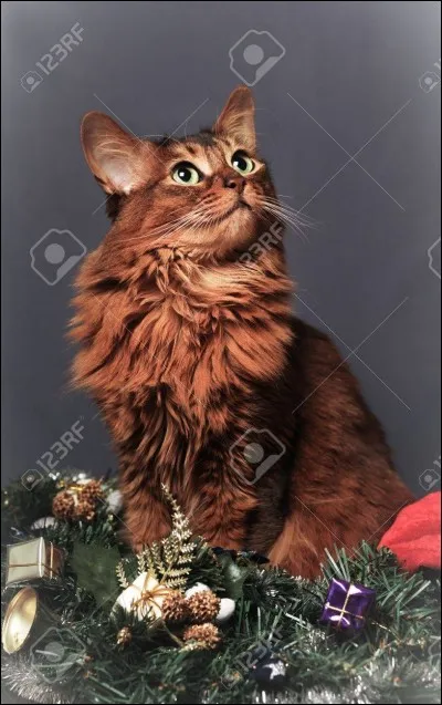 Le Somali est issu d'un croisement entre le Maine Coon et l'Abyssin.