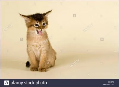 Le caractère du Somali a tout de singulier. Affectueux et docile, il peut également se montrer fuyant et indépendant.