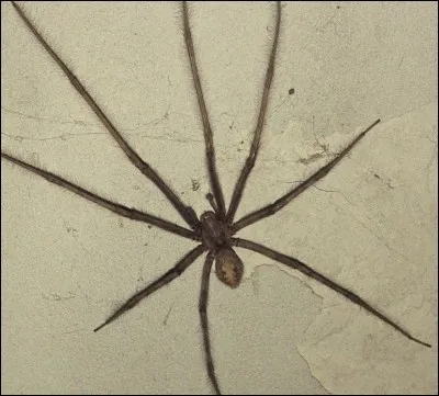 Combien de pattes possède un scorpion ?