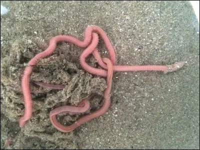 Comment qualifie-t-on un ver qui vit dans les endroits sablonneux ?