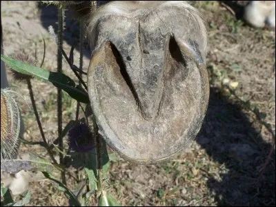 Au curage il ne faut absolument pas toucher :