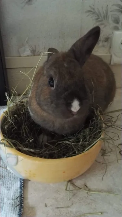 Le lapin est un lagomorphe, pourquoi ?
