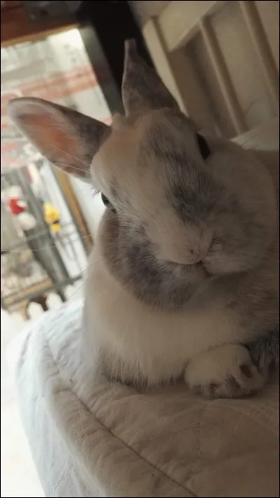 Quelle est la particularité du lapin ?