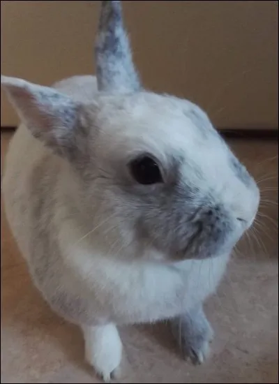 Sa mâchoire inférieure comporte :