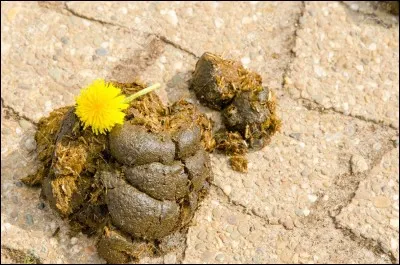 Comment s'appellent leurs excréments ?