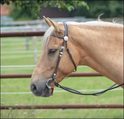 Comment s'appelle ce filet ?