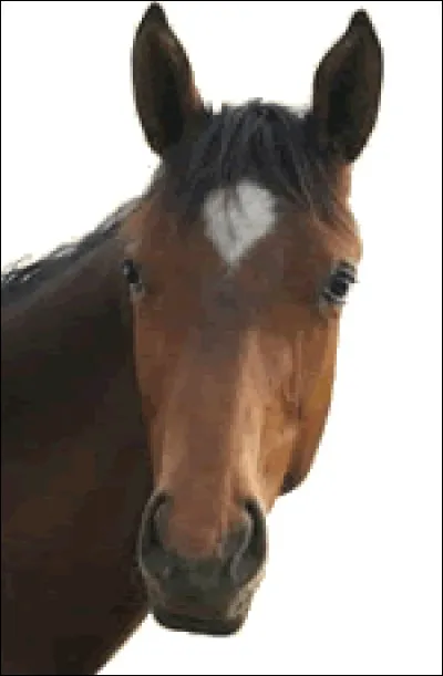 Comment s'appelle la tache blanche ?