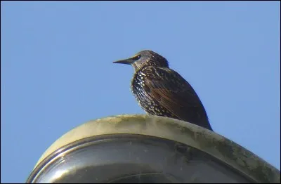 On est volé si elle viennent d'un volant, ce sont les...