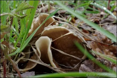 Une seule ne suffit pas pour bien dormir, c'est l'...