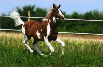 Quelle est la robe de ce poulain ?