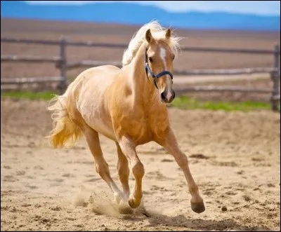 Quelle est la robe de ce cheval ?