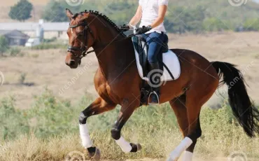 Quiz Galop 1