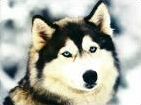 Quiz Chiens