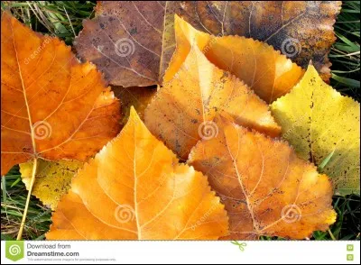 Qui va avoir froid sans ses feuilles ?