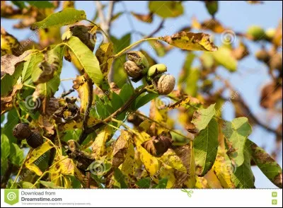 Les fruits et les feuilles s'accrochent encore mais bient&ocirc;t ils tomberont ...