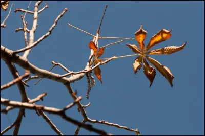 &Agrave; quel rameau s'accroche-t-elle ?