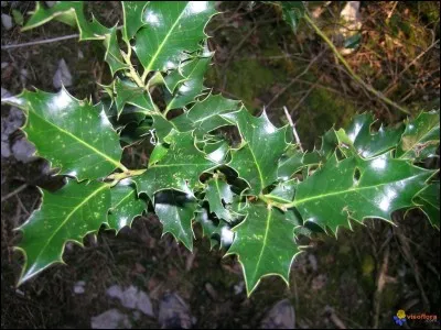 Lui il gardera ses feuilles, alors n'allez pas vous y frotter avant No&euml;l.