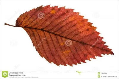 Sous quel arbre aurez-vous ramass&eacute; celle-ci ?