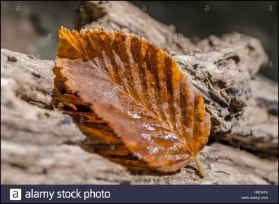 Quel arbre l'a perdue ?