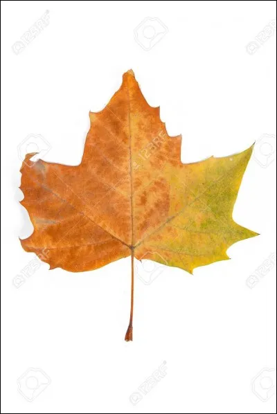 D'o&ugrave; vient cette feuille ?