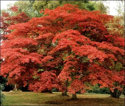 &Agrave; l'heure o&ugrave; rougit la campagne, qui remerciez-vous ?