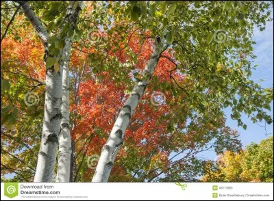 De quel arbre le vent va-t-il les emporter ?