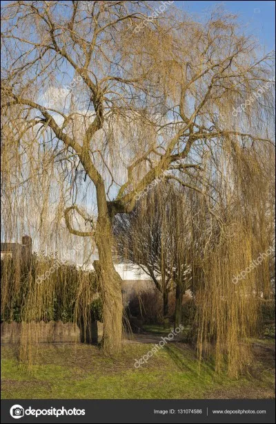 Qui a presque enti&egrave;rement perdu ses feuilles ?