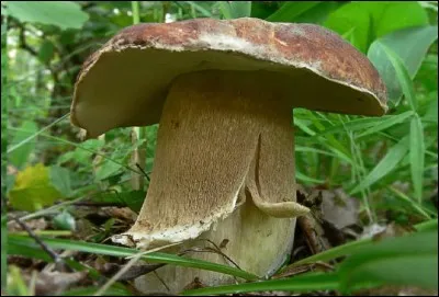Quel est le nom de ce champignon recherché ?