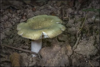 Quel est celui-ci avec son chapeau vert qui agrémentera votre omelette ?
