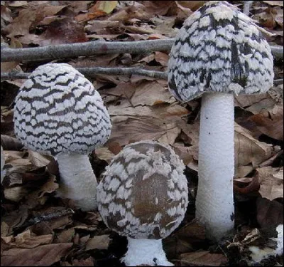 Et enfin que sont ces jolis champignons bigarrés qui sont juste là pour le plaisir des yeux ?