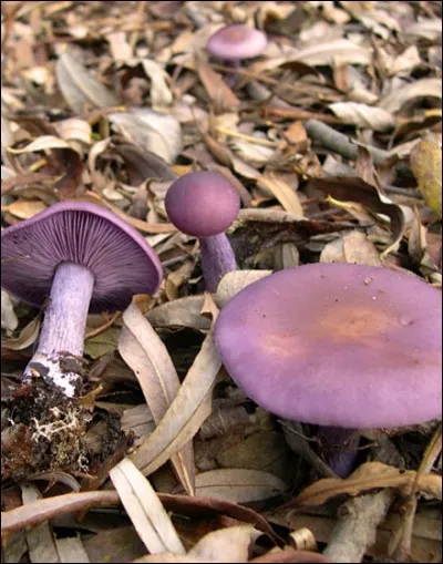 Et enfin voici un bon comestible :