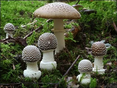 Donnez-moi leur nom !