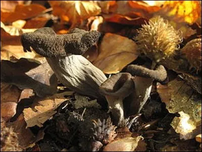 Que sont ces champignons cachés sous les feuilles ?