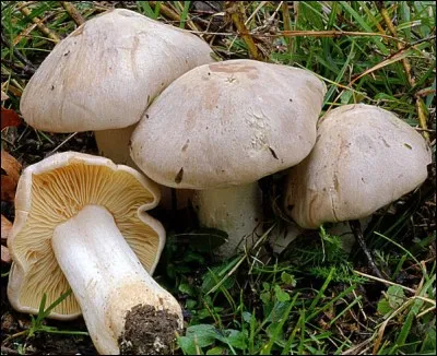 Comment se nomme celui-ci ?