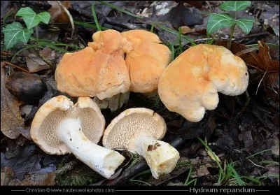 Connaissez-vous son nom ?