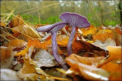 Quel est ce champignon comestible ?