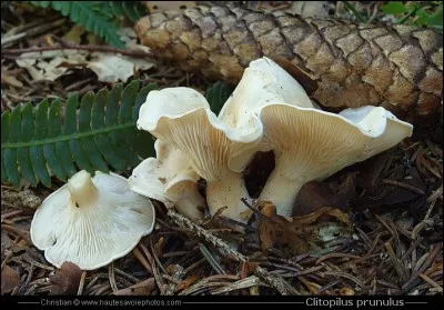 Quel est ce bon champignon ?