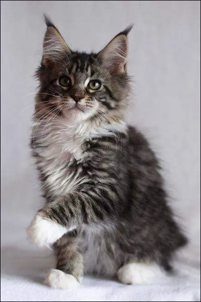 Quelle est la race de ce chat ?