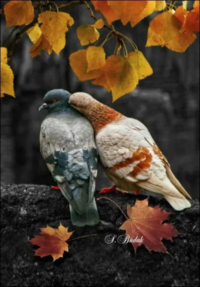 Qui interprétait cette jolie chanson : "Au retour de l'automne feras-tu comme l'oiseau qui s'envole et s'étonne de me voir de si haut" ?