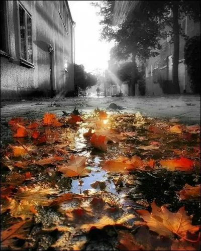 Francis Cabrel chantait "Le vent fera craquer les branches, la brume viendra dans sa robe blanche, y aura des feuilles partout". Quel mois décrivait-il ?