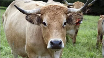 Mange-t-on les vaches ?