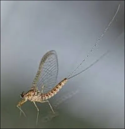 Comment orthographie-t-on le nom de cet animal ?