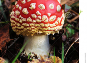 Quiz Quizz champignons : toxiques ou comestibles? (2)