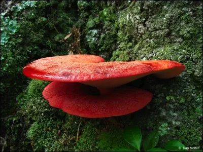 Ce premier polypore est-il comestible ?